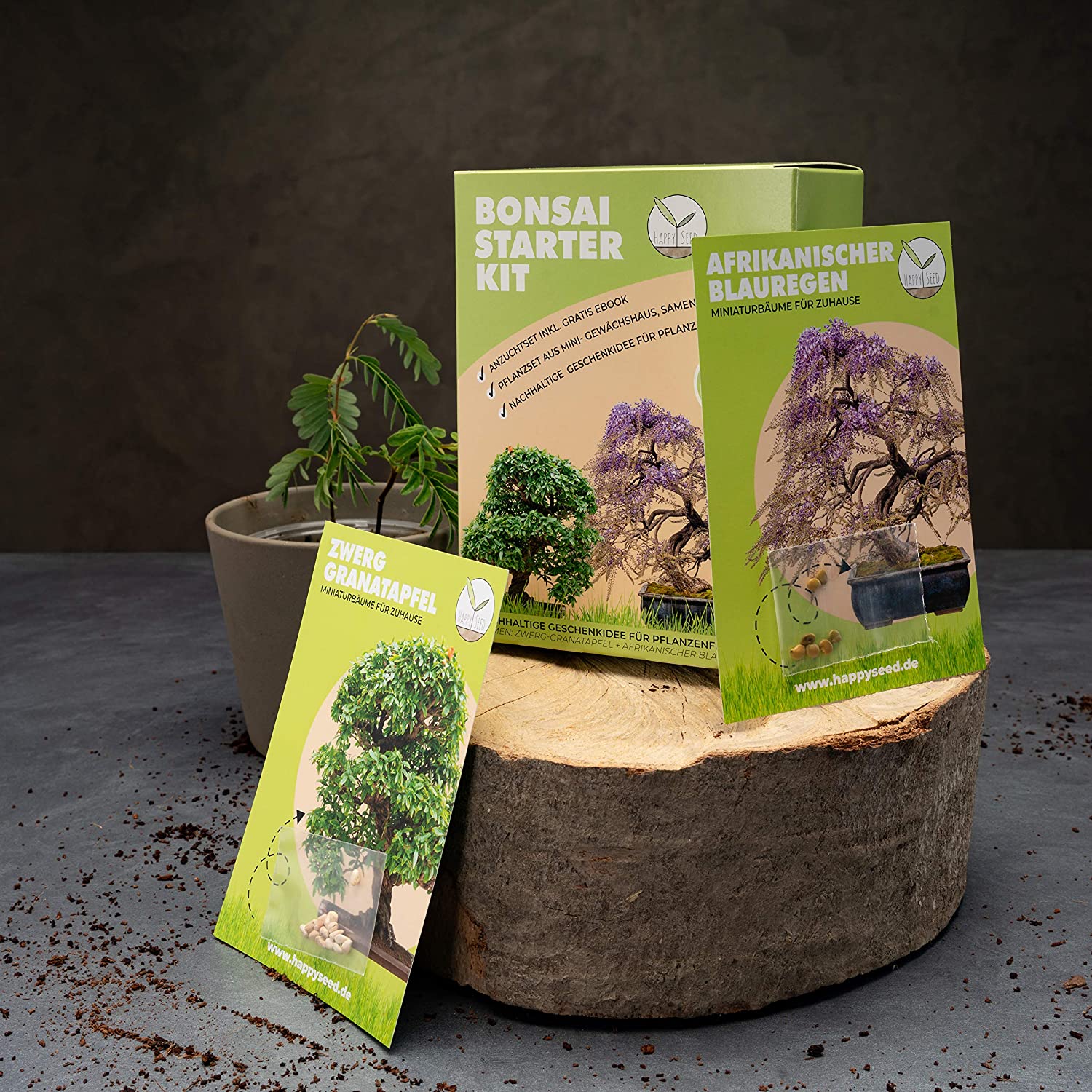 High-Q Kit bonsaï personnalisé genévrier pour faire pousser votre propre  arbre à Noël
